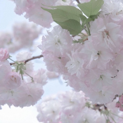 阿荣旗FurryQQ群介绍